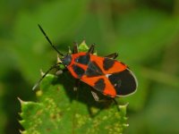 Lygaeidae_-_Tropidothorax_leucopterus.jpg Lygaeidae_-_Tropidothorax_leucopterus.jpg