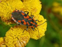 Lygaeidae_-_Spilostethus_saxatilis.jpg Lygaeidae_-_Spilostethus_saxatilis.jpg