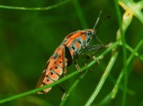 Lygaeidae_-_Spilostethus_pandurus.jpg Lygaeidae_-_Spilostethus_pandurus.jpg