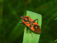 Lygaeidae_-_Spilostethus_pandurus_.jpg Lygaeidae_-_Spilostethus_pandurus_.jpg