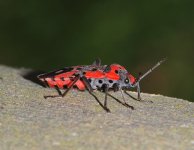 1280px-Bug_2007-1.jpg 1280px-Bug_2007-1.jpg