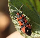 2016_09_11_Lygaeus_equestris.jpg 2016_09_11_Lygaeus_equestris.jpg