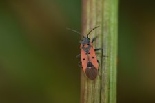 Lygaeus_creticus_wikipedia.jpg Lygaeus_creticus_wikipedia.jpg