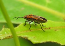 Graptostethus_servus_-_inat_111334210.jpg Graptostethus_servus_-_inat_111334210.jpg