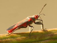 Oleander_Bug_(16444877511).jpg Oleander_Bug_(16444877511).jpg