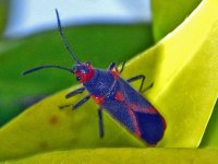 Lygaeidae_-_Caenocoris_nerii.jpg Lygaeidae_-_Caenocoris_nerii.jpg