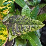 black-dust-on-leaves.jpg