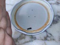 IMG_20220523_170338.jpg