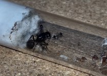 IMG_0944.jpeg