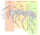 500px-Scheme_ant_worker_anatomy-en.svg (1).png 500px-Scheme_ant_worker_anatomy-en.svg (1).png