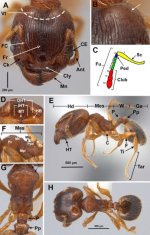 Fig.2_Pheidole_moeren_major.jpg Fig.2_Pheidole_moeren_major.jpg