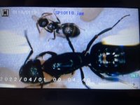 IMG_1192.jpeg