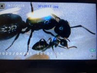 IMG_1193.jpeg