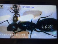 IMG_1195.jpeg