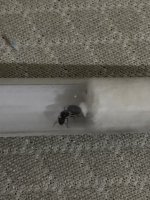 IMG_2704.jpeg