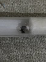 IMG_2703.jpeg