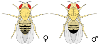 Biology_Illustration_Animals_Insects_Drosophila_melanogaster.svg.png