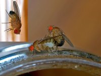 Fruit_flies_mating.jpg