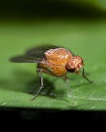 FruitFly_macrogiants_A.jpg