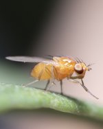 FruitFly_macrogiants_B.jpg