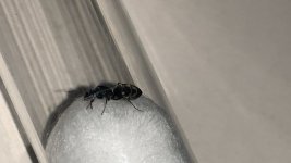 IMG_7196.jpeg