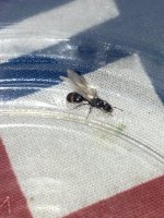 IMG_1104.jpeg