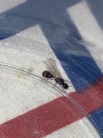 IMG_1105.jpeg