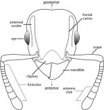 glossary-term-00840 (1).jpg