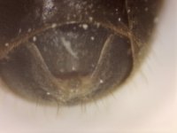 20250624-185217-734.jpg