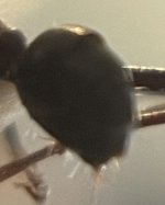 IMG_7124.jpeg