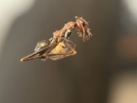 IMG_7117.jpeg
