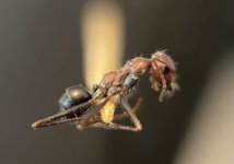 IMG_7106.jpeg