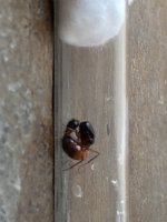 IMG_0100.jpeg