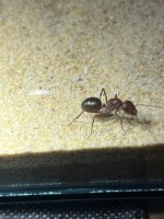 IMG_9190.jpeg