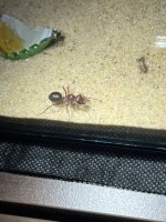 IMG_9188.jpeg