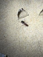IMG_9186.jpeg