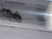 IMG_7234.jpeg