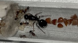 IMG_0980.jpeg