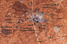 Bodyparts-dorsal-full.jpg