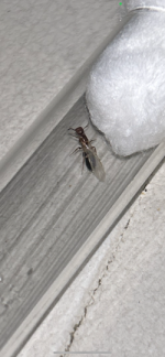 IMG_2085.png