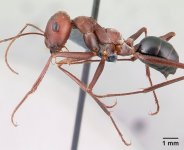 C.Nodus.Image1.jpg