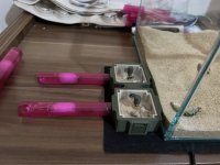 IMG_9174.jpeg