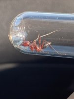 IMG_5217.jpeg