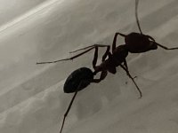 IMG_5223.jpeg