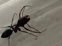 IMG_5222.jpeg