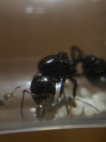 IMG_4722.jpeg