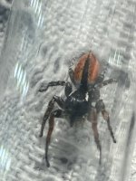IMG_1209.jpeg