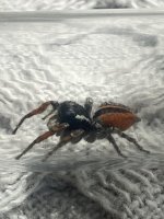 IMG_1206.jpeg
