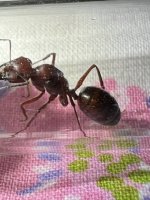 IMG_9223.jpeg