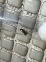 IMG_2141.jpeg